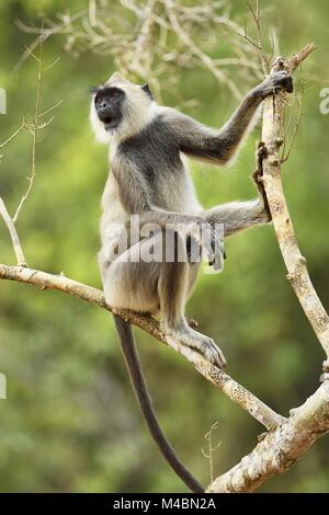 Tufted gray langur (Semnopithecus priam),sitting on branch,Bundala National Park,Sri Lanka Stock Photo