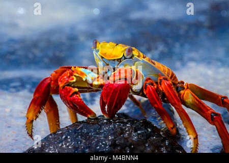 Sally Lightfoot Crab on a lava rock, Galapagos Stock Photo