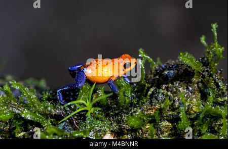 Blue jeans Dart Frog running on moss, Costa Rica Stock Photo