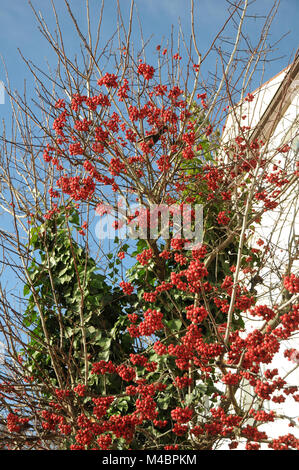 Crataegus x lavallei Carrierei, Lavallees hawthorn Stock Photo