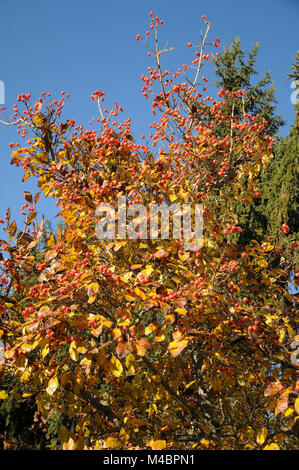 Crataegus x lavallei Carrierei, Lavallees hawthorn Stock Photo