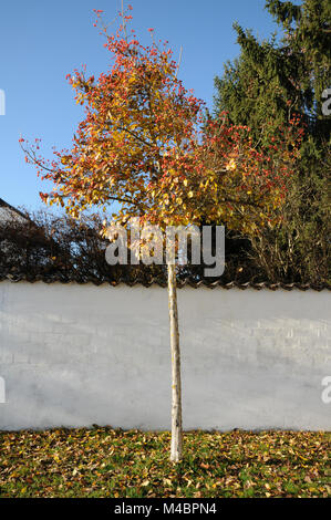 Crataegus x lavallei Carrierei, Lavallees hawthorn Stock Photo