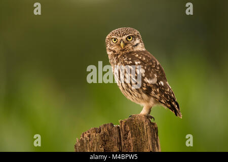 Little owl (Athene noctua) sits on tree stump,direct look,Rhineland-Palatinate,Germany Stock Photo