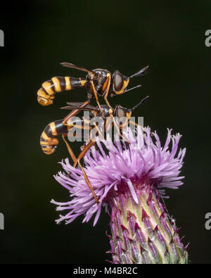 Pair of Conopid Flies (Conops quadrifasciatus) perched on knapweed flower (Centaurea nigra) with the male on top. Tipperary, Ireland. Stock Photo