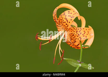 Tiger Lily Stock Photo