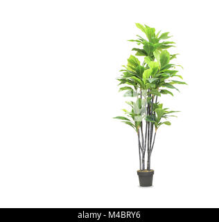 Big dracaena palm in a pot isolated over white Stock Photo