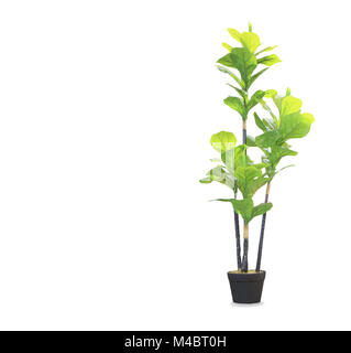 Big dracaena palm in a pot isolated over white Stock Photo