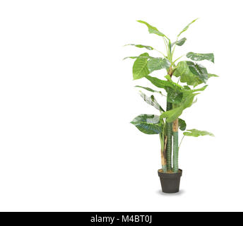 Big dracaena palm in a pot isolated over white Stock Photo