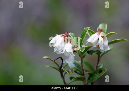 Cowberry or lingonberry,  Vaccinium vitis-idaea Stock Photo