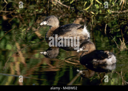 Pied-billed Grebe is a species of the grebe family