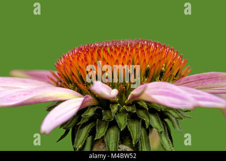 Echinacea  purpurea Stock Photo