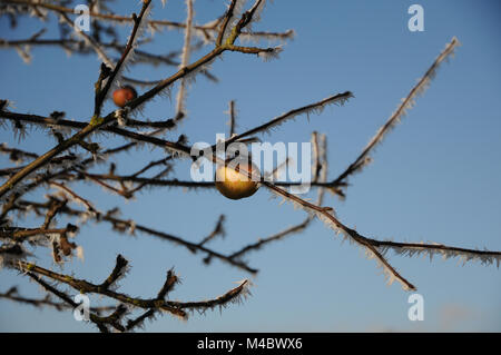 Malus sylvestris, European Crab Apple, White Frost Stock Photo
