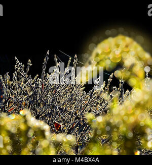 Hoarfrost on branches of bushes. Stock Photo