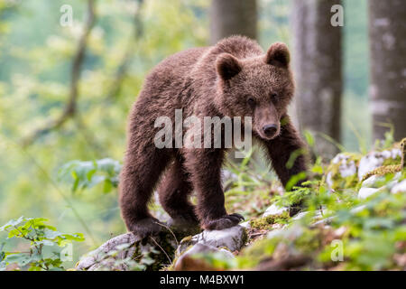 European brown bear (Ursus arctos arctos),young animal in the forest,Notranjska Region,Slovenia Stock Photo