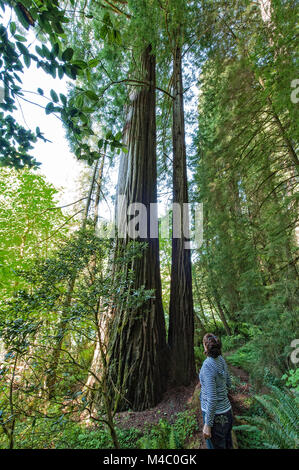 a mature woman standing among the towering sequoias in Northern California