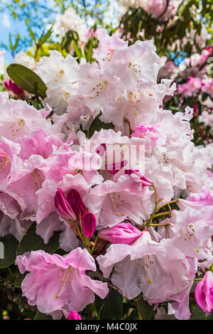 Rhododendron flowers at Bowood House Stock Photo