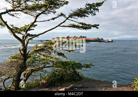 WA13444-00...WASHINGTON - Weathered tree on the headland at Cape Flattery overlooking the Pacific Ocean with Cape Flattery Light and Tatoosh Island in Stock Photo