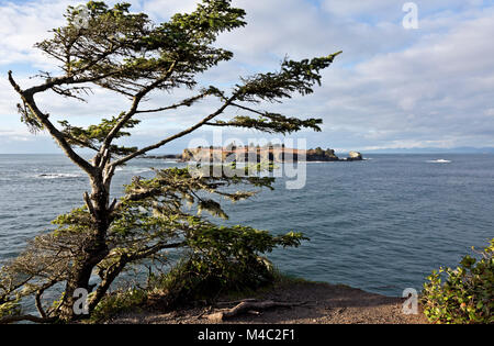 WA13446-00...WASHINGTON - Weathered tree on the headland at Cape Flattery overlooking the Pacific Ocean with Cape Flattery Light and Tatoosh Island in Stock Photo