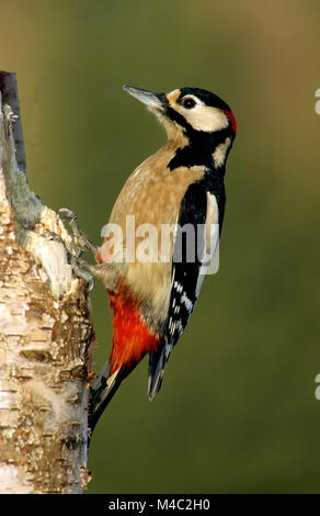 woodpecker; great woodpecker; great spotted woodpecker;
