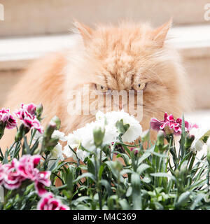 Orange Persian cats with spring flowers Stock Photo