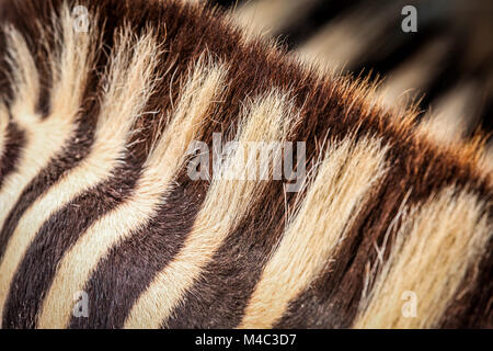 Fur of zebra Stock Photo