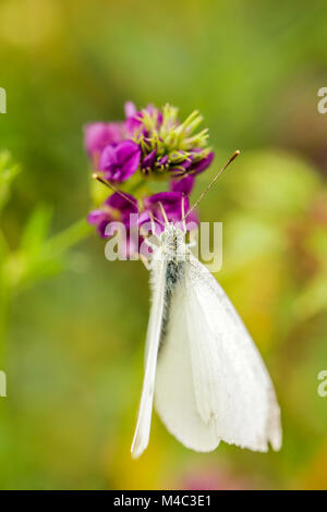 Butterfly on lavender Stock Photo