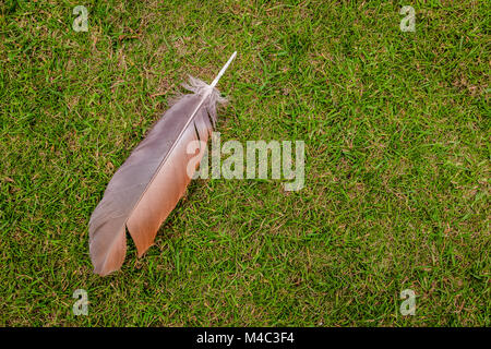 Feather on the grass Stock Photo