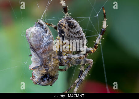 Macro image of Common Garden spider (Araneus diadematus) in the UK wraps up a caught Common Carder bee (bombus pascuorum) in it's web Stock Photo
