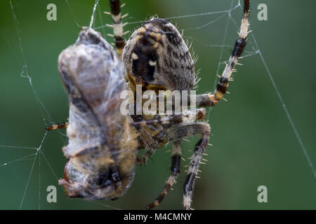 Macro image of Common Garden spider (Araneus diadematus) in the UK wraps up a caught Common Carder bee (bombus pascuorum) in it's web Stock Photo