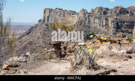Isalo National Park View and Elephants Foot Plant, Madagascar Stock Photo