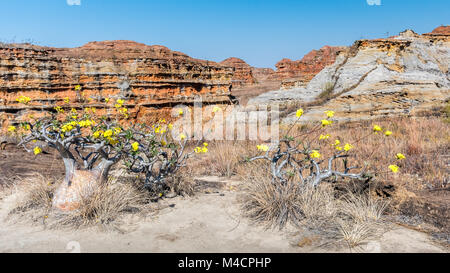 Isalo National Park View and Elephants Foot Plant, Madagascar Stock Photo