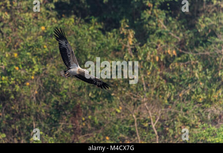 A juvenile white bellied sea eagle bird in flight looking for its prey Stock Photo
