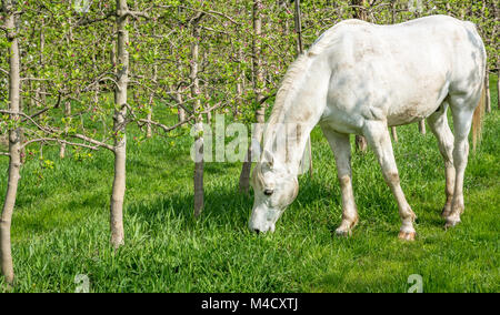 White Arabian Horse grazes in an orchard in the spring.Arabian horses are noted for their graceful build, speed, intelligence, and spirit and are ofte Stock Photo