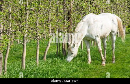 White Arabian Horse grazes in an orchard in the spring.Arabian horses are noted for their graceful build, speed, intelligence. Stock Photo