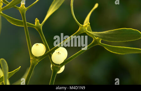mistletoe; common mistletoe; european mistletoe; viscum album; Stock Photo