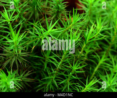 moss; common haircap moss; common haircap moss; Polytrichum commune; Stock Photo
