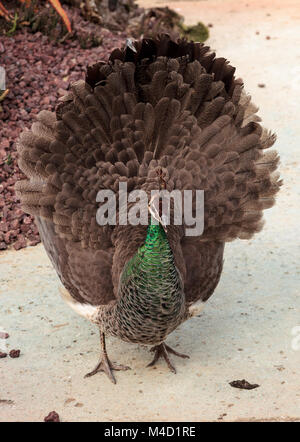 Mating display of a brown and green female peafowl Stock Photo