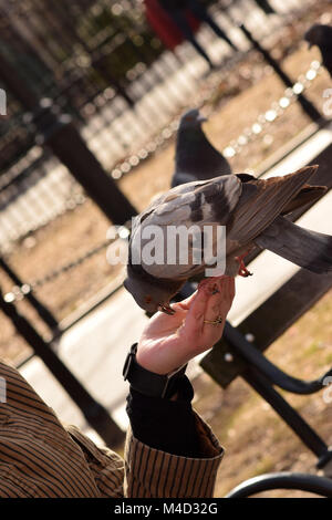 Pigeons eating corn from a woman's outstretched hand in the park Stock Photo