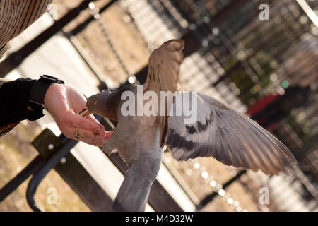 Pigeons eating corn from a woman's outstretched hand in the park Stock Photo