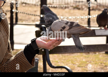 Pigeons eating corn from a woman's outstretched hand in the park Stock Photo