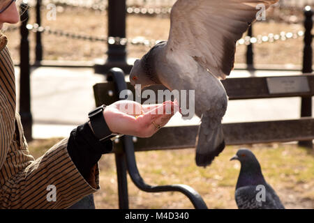 Pigeons eating corn from a woman's outstretched hand in the park Stock Photo