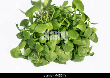 Miner's lettuce - Spring Beauty