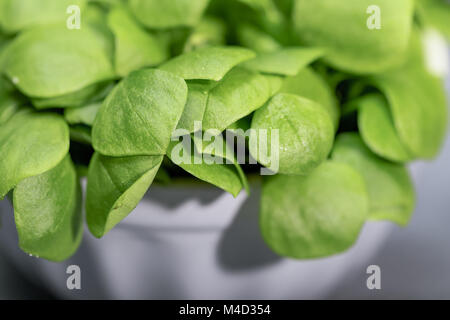 Miner's lettuce - Spring Beauty Stock Photo