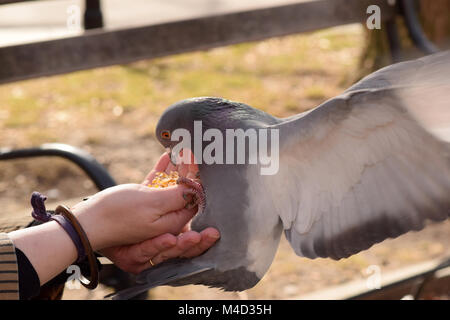 Pigeons eating corn from a woman's outstretched hand in the park Stock Photo