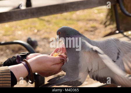 Pigeons eating corn from a woman's outstretched hand in the park Stock Photo