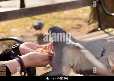 Pigeons eating corn from a woman's outstretched hand in the park Stock Photo