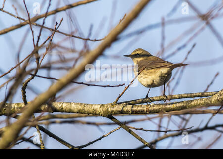Water pipit (Anthus spinoletta) Stock Photo