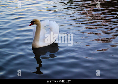 Beautiful white swan Stock Photo