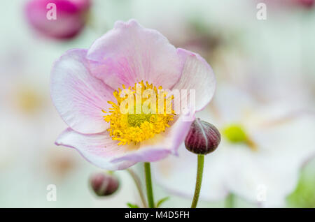 Pale pink flower Japanese anemone Stock Photo