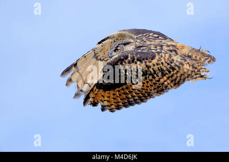 eurasian eagle-owl in flight Stock Photo